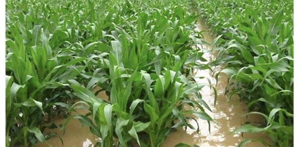 生物菌肥和化肥的優(yōu)勢(shì)對(duì)比！